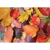 Colorful Leaves - Magnolia Puzzle