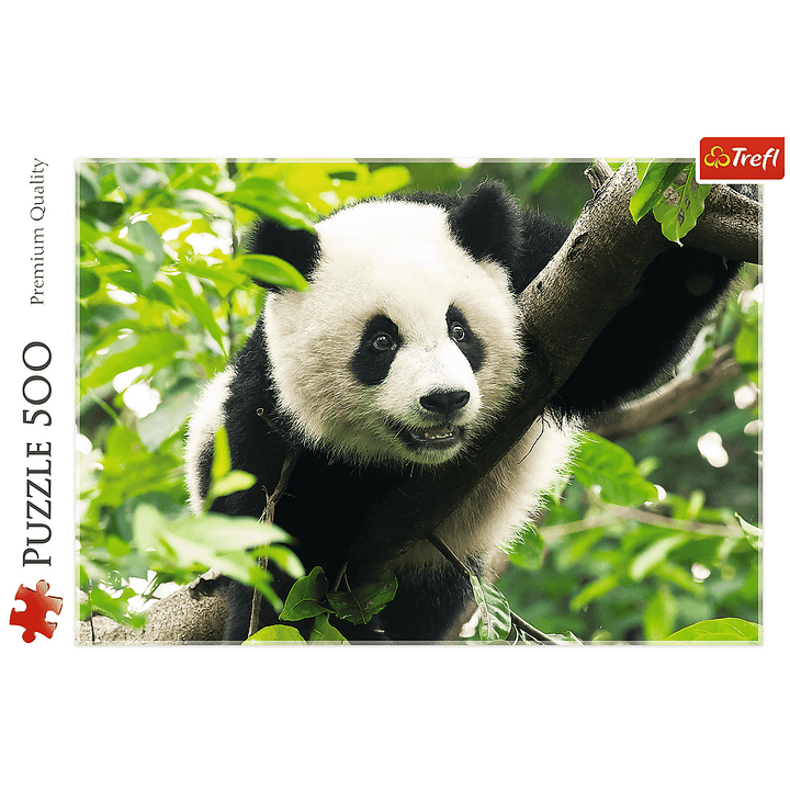 Giant Panda